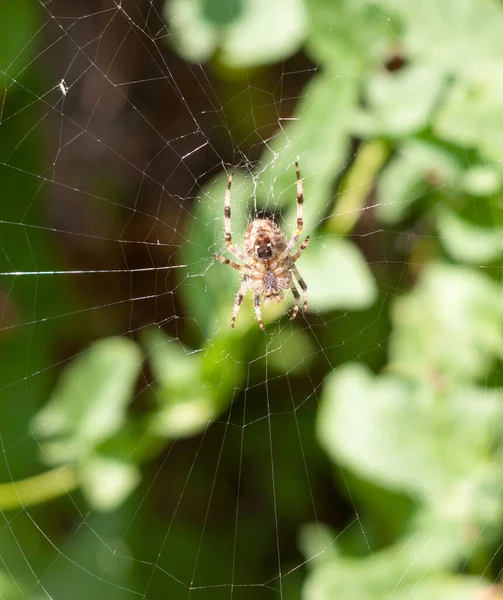 Örümcek Üstüne Örümcek Avrupa Bahçe Örümceği Çapraz Küre Weaver Dışında — Stok fotoğraf