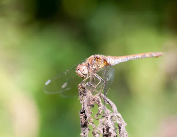 Dragonfly Perched Dead Plant Bokeh Focus — Stock Photo, Image