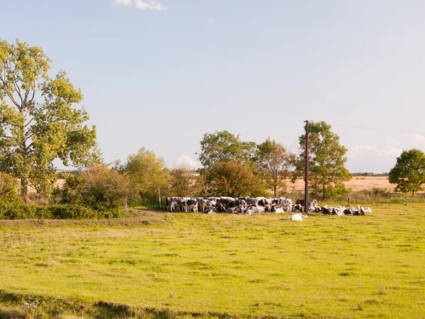 Eine Gruppe Milchkühe Wartet Einem Sonnigen Tag Auf Der Weide — Stockfoto