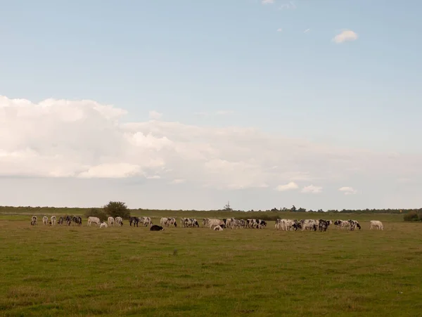 Landscape Scene Dairy Farm Cows Grazing Grass — Stock Photo, Image