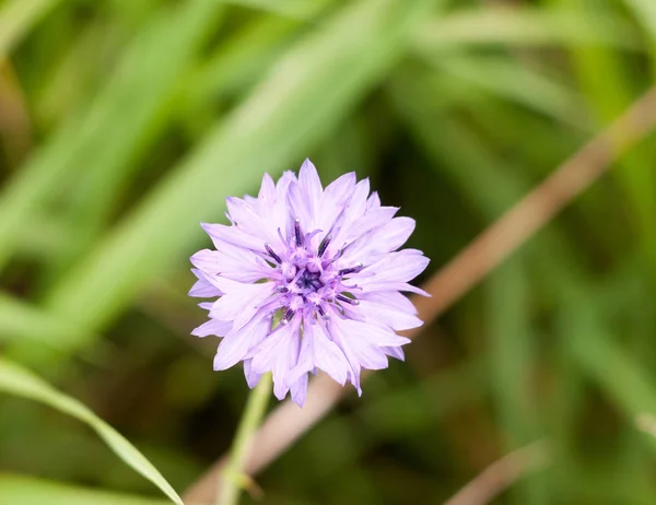 Hermosa Flor Maíz Salvaje Centaurea Cínico Azul Púrpura — Foto de Stock