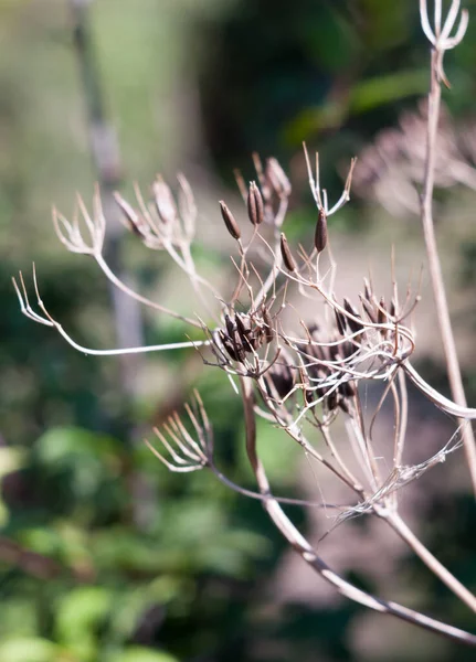 Close Van Dode Zaadkoppen Van Umbellifer Bloemplant — Stockfoto