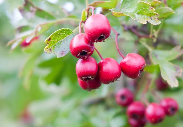 Close Hanging Red Hawthorn Berries Crataegus — Stock Photo, Image