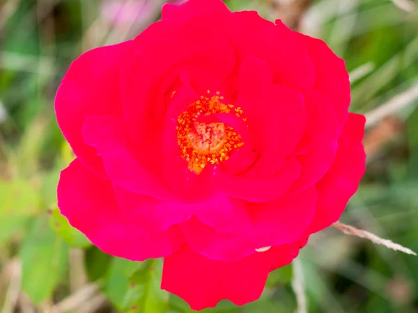 Gigante Jardín Rosa Rosa Rosa Rosa Rosaceae — Foto de Stock