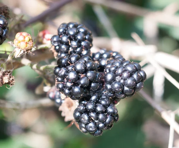 Amoras Maduras Exuberantes Fechar Rubus Fruta Fruticosus — Fotografia de Stock