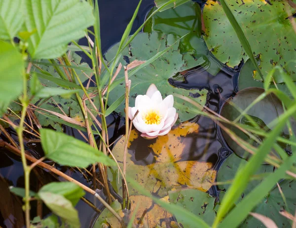 Seerose Blütenblätter Teichflora — Stockfoto