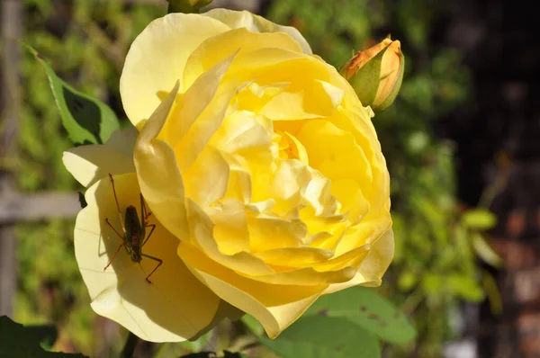 Gelbe Rose Mit Spinne — Stockfoto