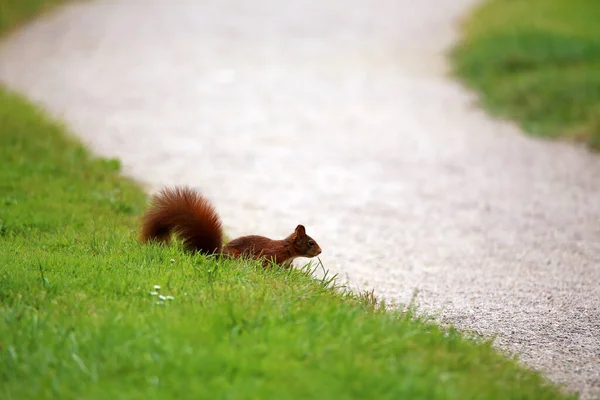 Tierwelt Eichhörnchen Tier Der Natur Flauschiges Eichhörnchen — Stockfoto