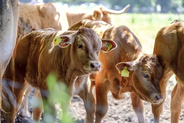 Μητέρες Αγελάδες Μοσχάρια Στο Παστουρμά Μια Ηλιόλουστη Καλοκαιρινή Μέρα — Φωτογραφία Αρχείου