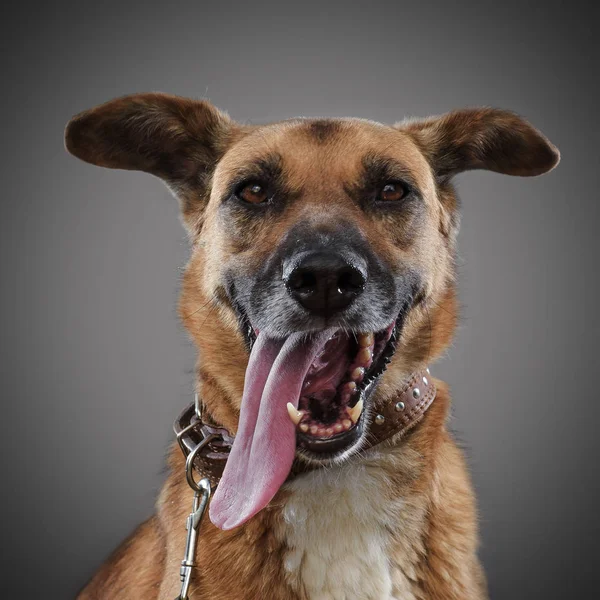 姜有趣的狗 2018 象征伸出他的舌头和微笑 构成灰色背景 — 图库照片