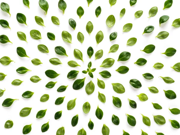 Πράσινο Μοτίβο Φύλλων Από Θρυμματισμένο Φύλλο Θυμαριού — Φωτογραφία Αρχείου