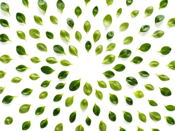Quadro Folhas Verdes Fundo Branco — Fotografia de Stock