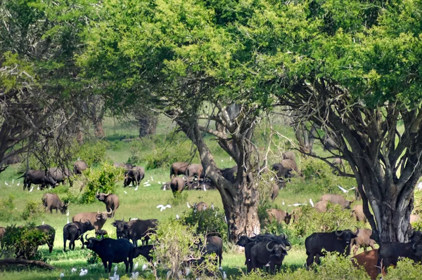 Стадо Буйволов Тени Дерева Саванне Парка Западное Цаво Кении — стоковое фото