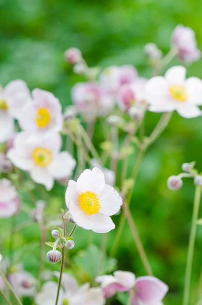Halvány Rózsaszín Virág Japán Anemone Közelkép Megjegyzés Mező Sekély Mélysége — Stock Fotó