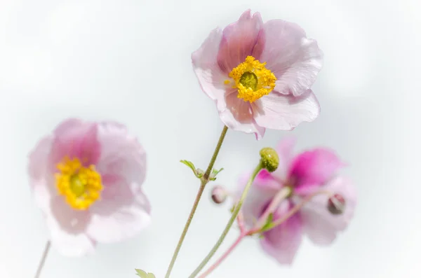 Světle Růžová Květina Japonská Sasanka Zblízka Poznámka Mělká Hloubka Pole — Stock fotografie