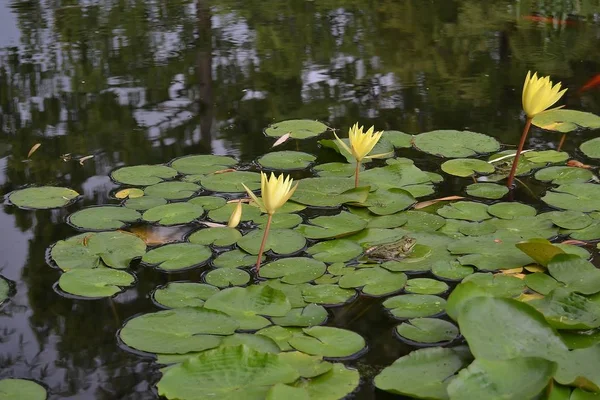 Voda Lilie Květina Lotosový Závod — Stock fotografie