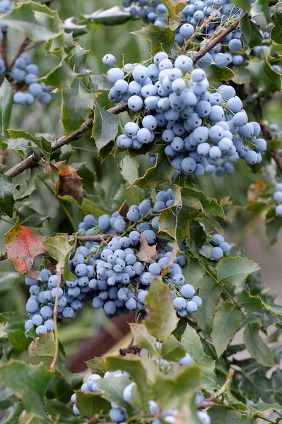 Mahoni Mahonia Aquifolium Termése — Stock Fotó