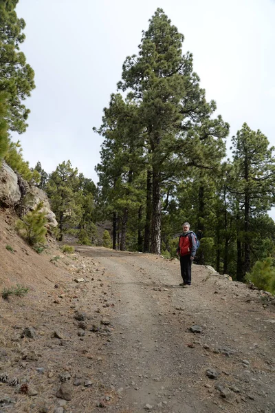 Pico Nieve Palma Pico Las Nieves Kanarya Adaları Kanarya Adaları — Stok fotoğraf