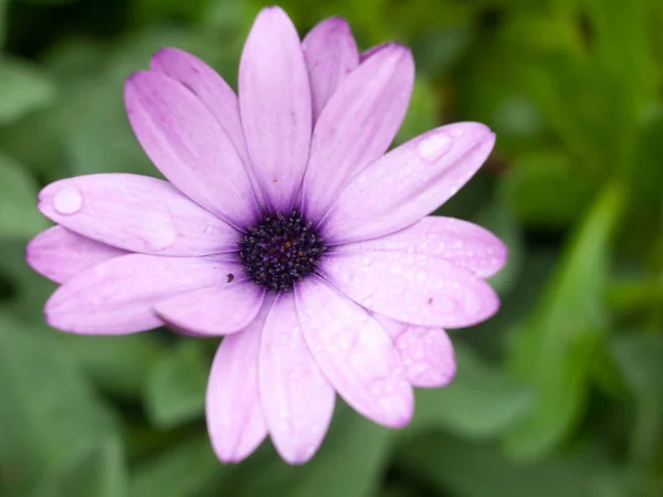 ใกล นเหน อการย งของส วงศ Daisy ครอบคร วดอกไม — ภาพถ่ายสต็อก