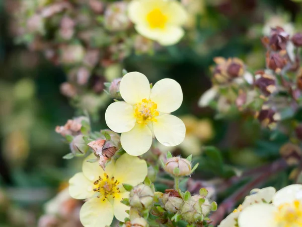 Красивые Первоцветы Дикий Цветок Пределами Сада Близко — стоковое фото