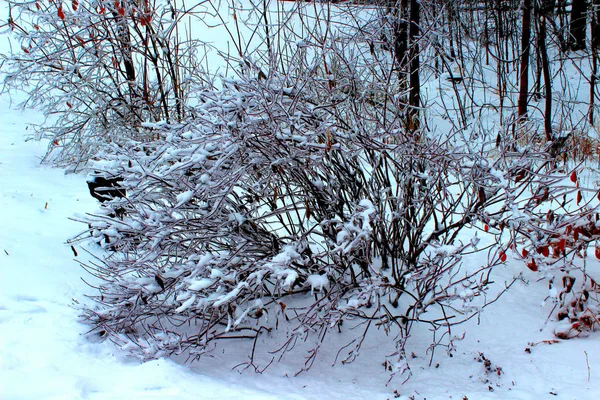 ミシガン州の氷嵐の後 ブッシュは氷と雪の層に覆われています — ストック写真