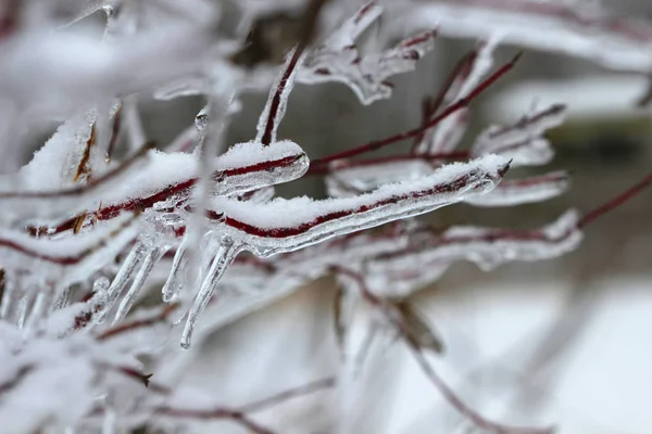 Větvičky Větve Keři Jsou Pokryty Vrstvou Ledu Sněhu Ledové Bouři — Stock fotografie