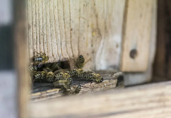 Bienen Stock — Stockfoto