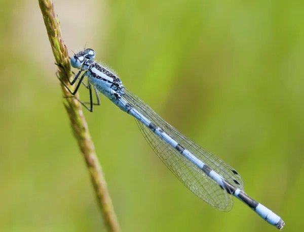 Damselfly Azul Común Encaramado Tallo Hierba Exterior Enallagma Cyathigerum — Foto de Stock