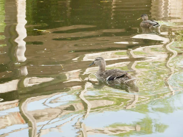 Ein Stockentenvogel Schwimmt Mit Spiegelung Auf Dem Wasser Anas Platyrhynchos — Stockfoto