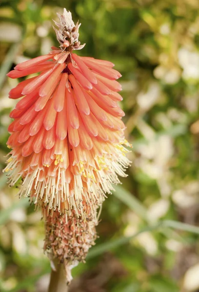 Close Patterned Ornate Red Hot Poker Flower Plant Garden Kniphofia — Stock Photo, Image