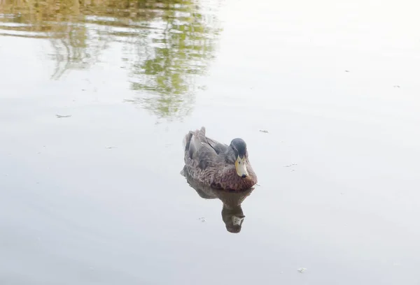 Uccello Germano Sull Acqua Nuotando Con Riflesso Anas Platyrhynchos — Foto Stock