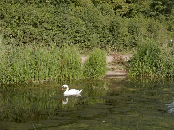 湖面上一只沉默的天鹅 倒映在水面上 天鹅绒色 — 图库照片