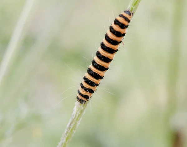 Belle Chenille Jaune Noire Rampante Sur Herbe Macro Dans Champ — Photo