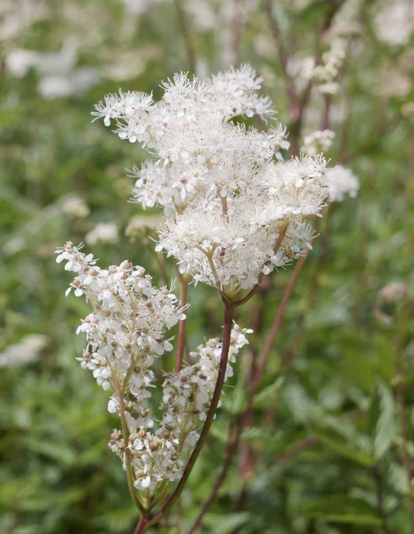 Белый Букет Цветов Стебле Палисаднике Viburnum Tinus — стоковое фото