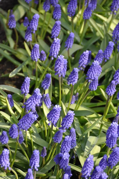 Blommande Tulpaner Vårblommor — Stockfoto