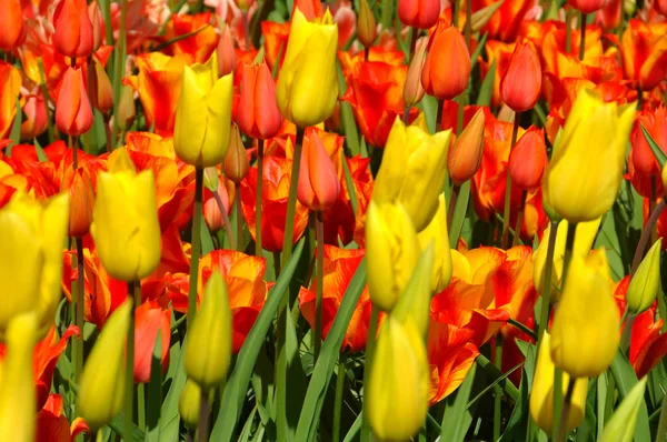 Fleurs Tulipes Flore Printanière — Photo