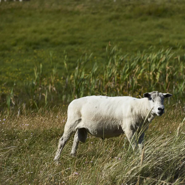 シルトのチヌムの羊は — ストック写真