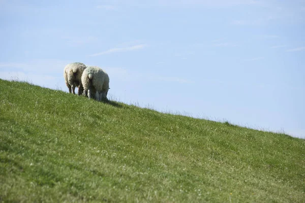 羊儿在羊圈上 — 图库照片
