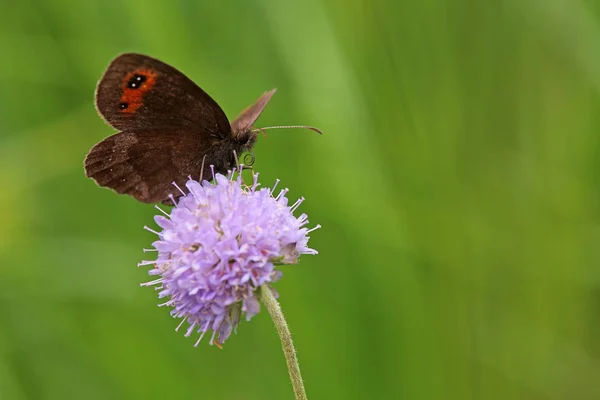 Närbild Exotiska Vackra Vackla — Stockfoto