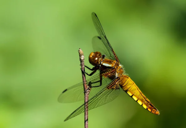 Detailní Makro Pohled Hmyz Vážky — Stock fotografie