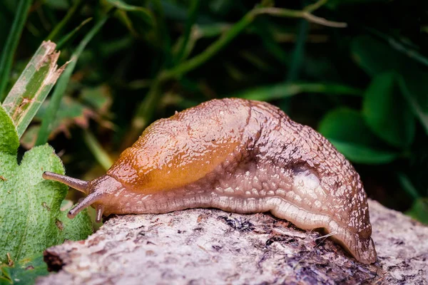 Una Grande Slug Strisciare Intorno Terra Lasciando Sua Melma Tutto — Foto Stock