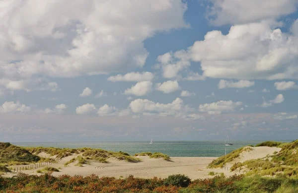 Deniz Dikenli Çalılar Kum Tepeleri Sahil Kuzey Denizi — Stok fotoğraf