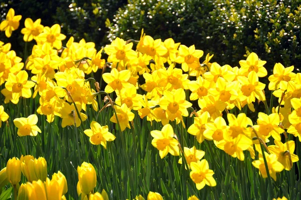 Kvetoucí Tulipány Jarní Květiny — Stock fotografie