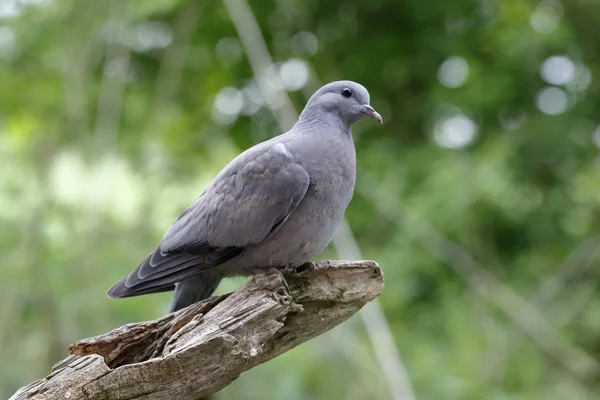 Vue Panoramique Bel Oiseau Nature — Photo