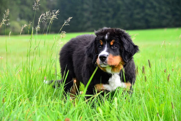 Bernese Berghond Puppy Groene Weide — Stockfoto