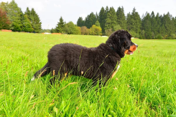 緑の牧草地にいる犬の犬の子犬 — ストック写真