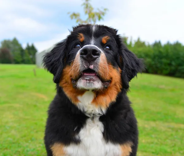 Bernese Dağ Köpeği Yeşil Çayırda — Stok fotoğraf