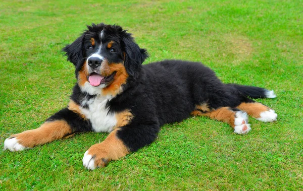 Bernese Berghond Puppy Groene Weide — Stockfoto