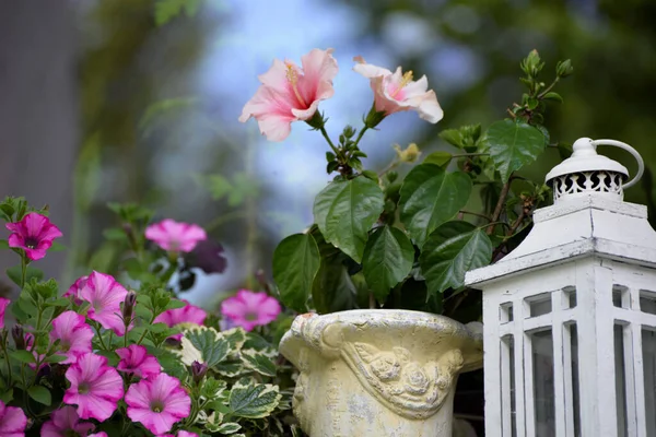 Decoración Floral Alféizar Ventana Con Flores Rosadas — Foto de Stock