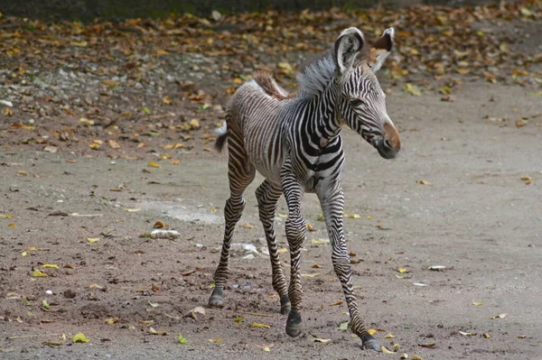 Closeup Animal Zoo — Stock Photo, Image